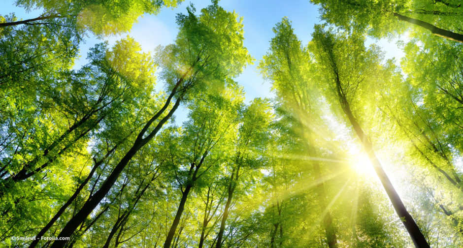 Wald mit grünen Baumkronen © Smileus – Fotolia.com